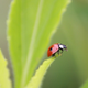 Illustration for article titled Global warming is redirecting ladybug evolution